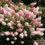 Hortenzija šluotelinė (Hydrangea paniculata) 'Sundae Fraise'