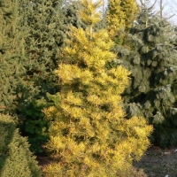 Kėnis pilkasis (Abies concolor) 'Wintergold'