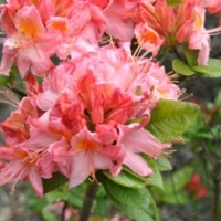 Azalija (Rhododendron) 'Pink Delight'