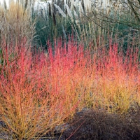 Sedula raudonoji  (Cornus saguinea) 'Winter Beauty'