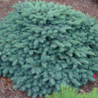 Eglė dygioji (Picea pungens) 'Waldbrun'