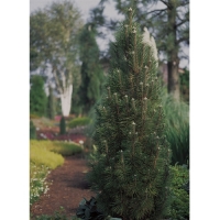Pušis juodoji (Pinus nigra) 'Komet'