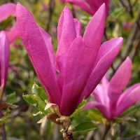 Magnolija (Magnolia) 'Susan'