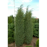 Kadagys paprastasis (Juniperus communis) 'Hibernica'