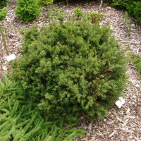 Eglė paprastoji (Picea abies) 'Petra'