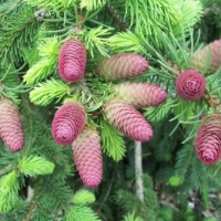 Eglė paprastoji (Picea abies) 'Acrocona'