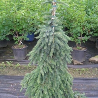 Eglė serbinė (Picea omorika) 'Pendula'