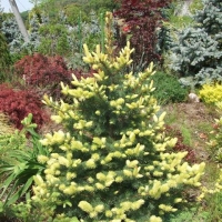 Eglė dygioji (Picea pungens) 'Maigold'