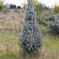 Eglė dygioji (Picea pungens) 'Iseli Fastigiata'