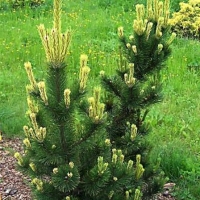 Pušis kalninė (Pinus mugo) 'Pal Maleter'