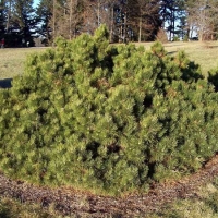 Pušis juodoji (Pinus nigra) 'Hornibrookiana'