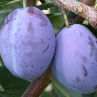 Slyva (Prunus)' 'President'