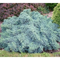 Kadagys žvynuotasis (Juniperus squamata) 'Blue Star'
