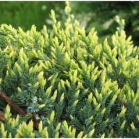 Kadagys žvynuotasis (Juniperus squamata) 'Holger'
