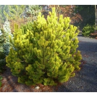 Pušis kalninė (Pinus mugo)  'Zundert'