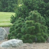 Pušis juodoji (Pinus nigra) 'Helga'