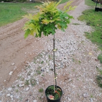 Ąžuolas pelkinis (Quercus palustris) 'Isabel'