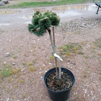 Pušis kalninė (Pinus mugo) 'Jacobsen'