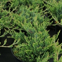 Kadagys horizontalusis  (Juniperus horizontalis) 'Bar Harbor'