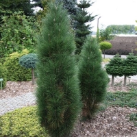 Pušis juodoji (Pinus nigra) 'Green Tower'