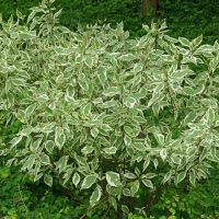 Sedula baltoji (Cornus alba) 'Elegantissima' medelis