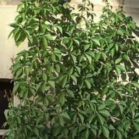 Vinvytis penkialapis (Parthenocissus quinquefolia)