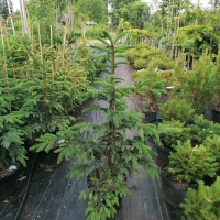 Eglė ajaninė (Picea  jezoensis)  'Landis'