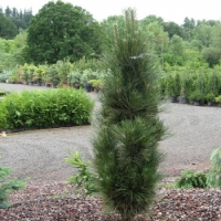 Pušis juodoji (Pinus nigra) 'Green Tower'