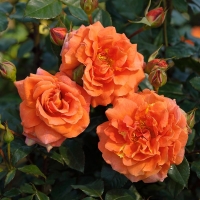 Rožė vijoklinė (Rosa) 'Naranga'