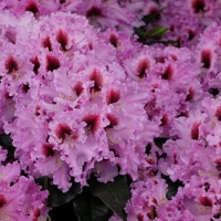 Rododendras (Rhododendron) 'Kabarett'