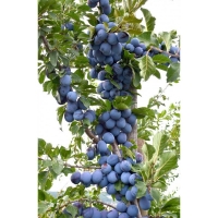Slyva (Prunus) 'Imperial'