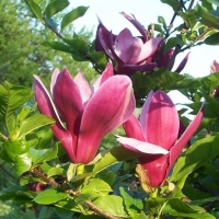 Magnolija (Magnolia) 'Nigra'