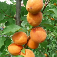 Abrikosas (Prunus) 'Maskvos didieji'