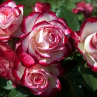 Rožė (Rosa) 'Monaco'