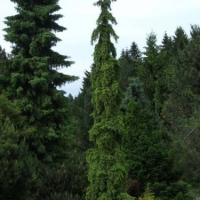 Eglė paprastoji (Picea abies) 'Rothenhaus'