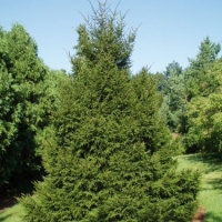 Eglė rytinė (Picea orientalis) 'Gracilis'
