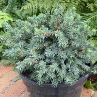 Eglė juodoji ( Picea mariana) 'Nana'