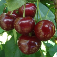Vyšnia (Prunus) 'Pandy"
