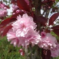 Sakura (Prunus serrulata) 'Royal Burgundy'