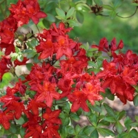 Azalija (Rhododendron) 'Doloroso'
