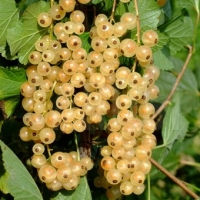 Serbentai baltieji (Ribes) 'Blanka' Pa