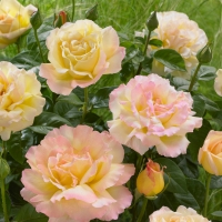 Rožė (Rosa) ' Peace'