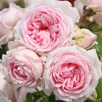 Rožė (Rosa) 'Wellenspiel'