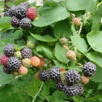 Avietė (Rubus) 'Black Jewel'