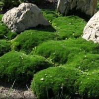 Žemenė siūlinė (Sagina subulata) 'Green Moss'