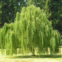Gluosnis (Salix ) 'Plakuczyj Gnom'