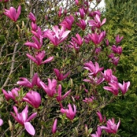 Magnolija (Magnolia) 'Susan'