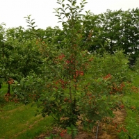 Vyšnia (Prunus) 'Tamaris'