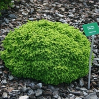 Eglė paprastoji (Picea abies) 'Little Gem'