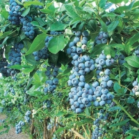 Šilauogė sodinė (Vaccinium x covilleanum) 'Bluegold'